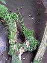 2010-06-12, Uttewalder Grund (20)